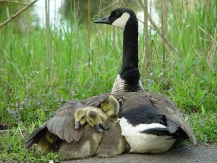 Canada Goose and chicks