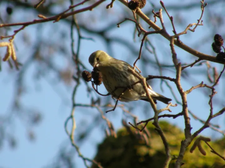 Chiff Chaff