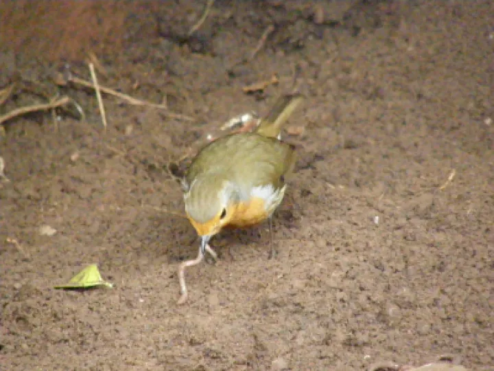 Robin with worm