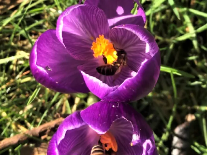 bees 3