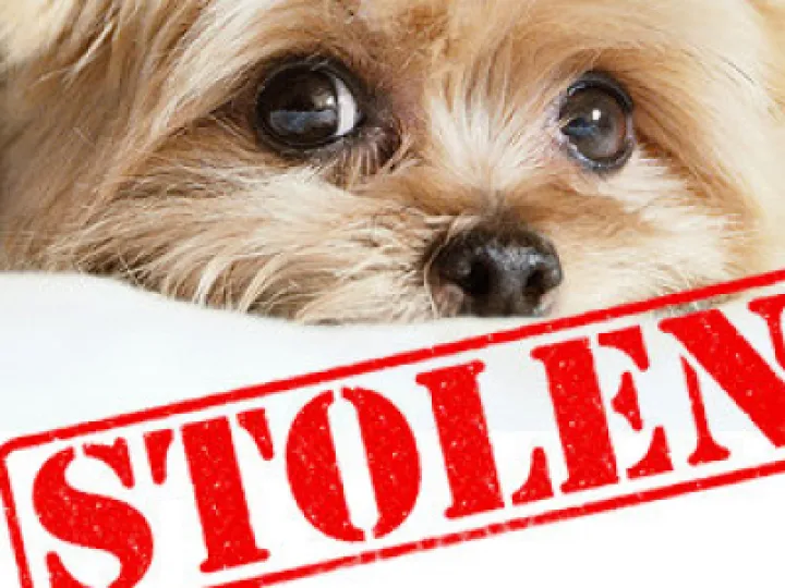 Dog Theft