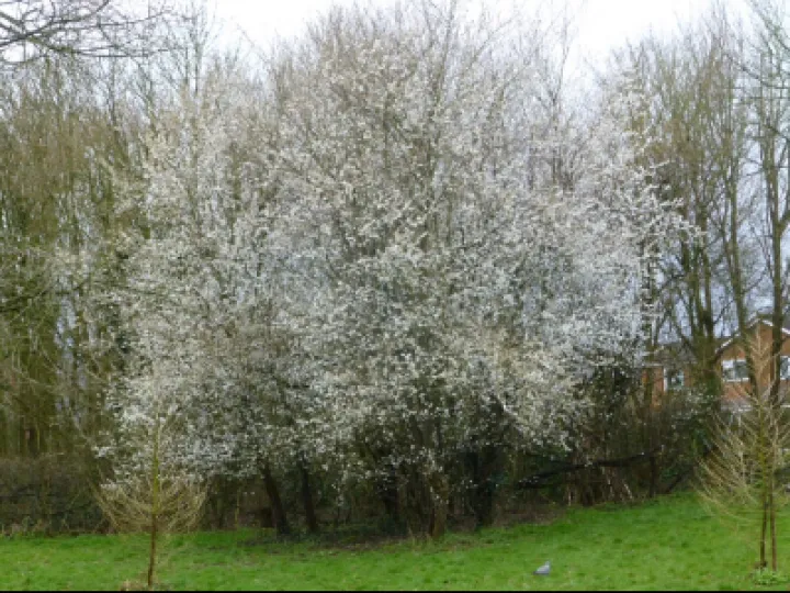 Backthorn Blossom 2