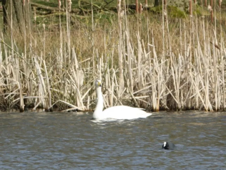 whooper swan