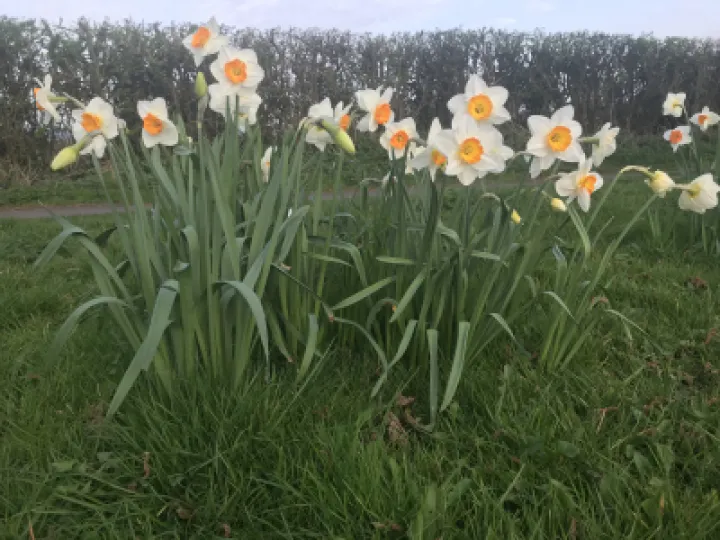 Daffodils on Tarporley Road
