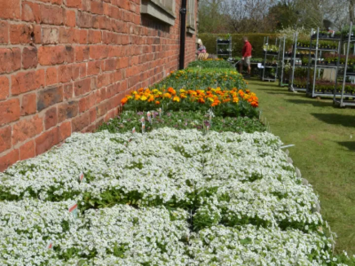 PlantSale2022 05 01 11