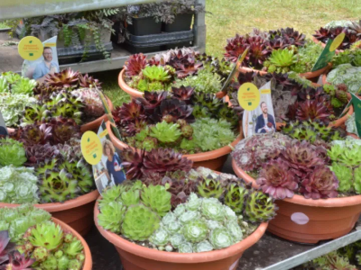 PlantSale2022 05 01 15