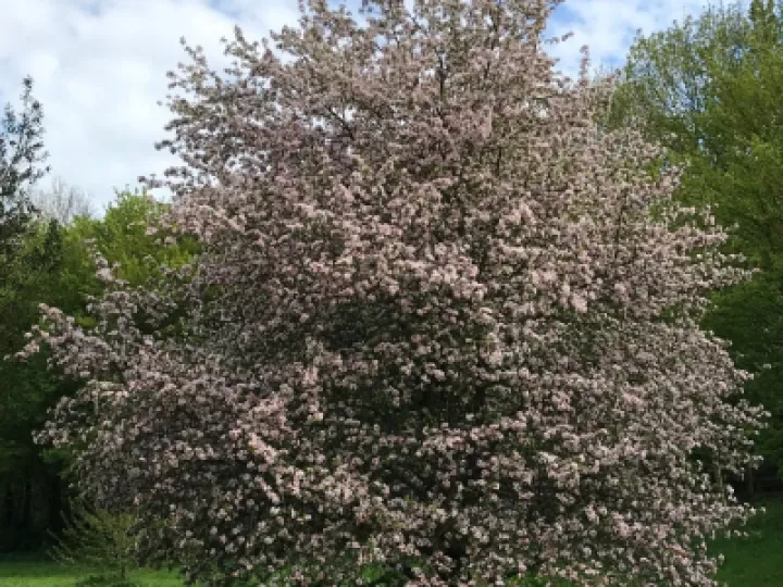 TCW Wild Apple Tree In Blossom