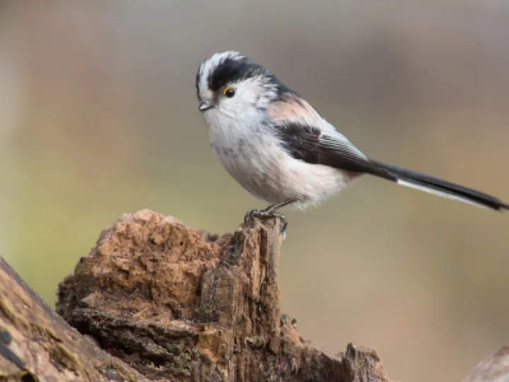 Long tailed tit on Dead Wood