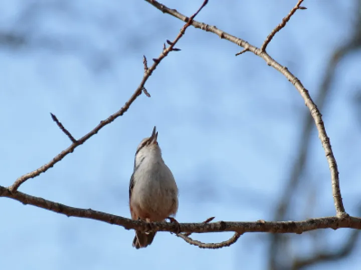 Nuthatch singing