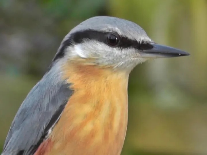 Nuthatch