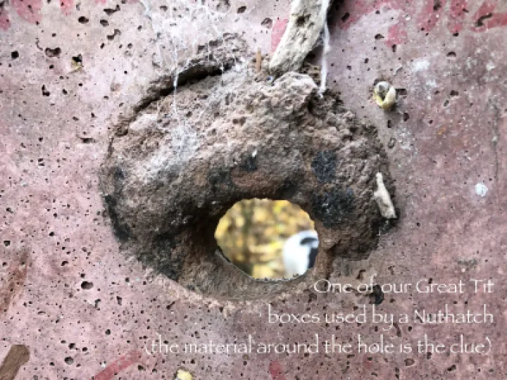 Nuthatch Using Great Tit Box   Inside   Laura Denny