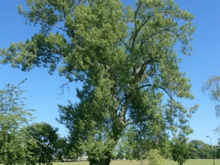 Example-of-mature-black-poplar-in-an-urban-environment-showing-the-characteristic