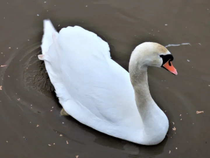 Larry the Swan