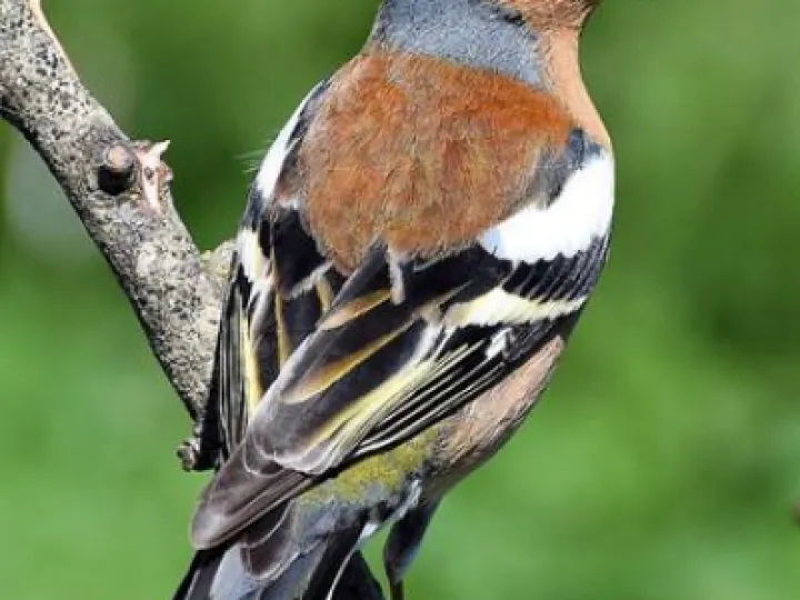 Male Chaffinch