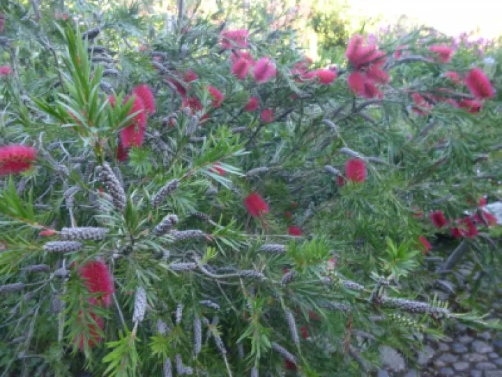 AHFC Ganden July 2021 P1040029[316711]