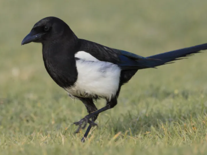 Magpie Looking Left