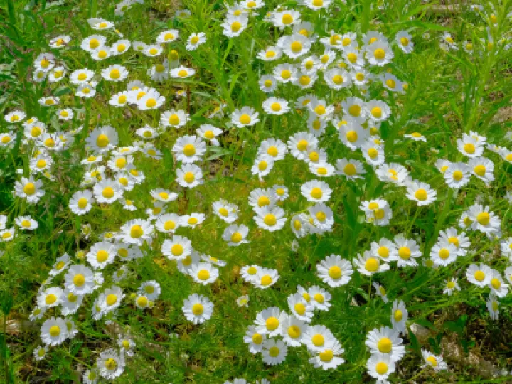 #rrF2726-Feverfew