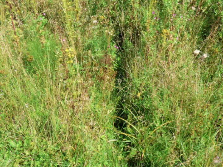 Wildlife in Turnpike