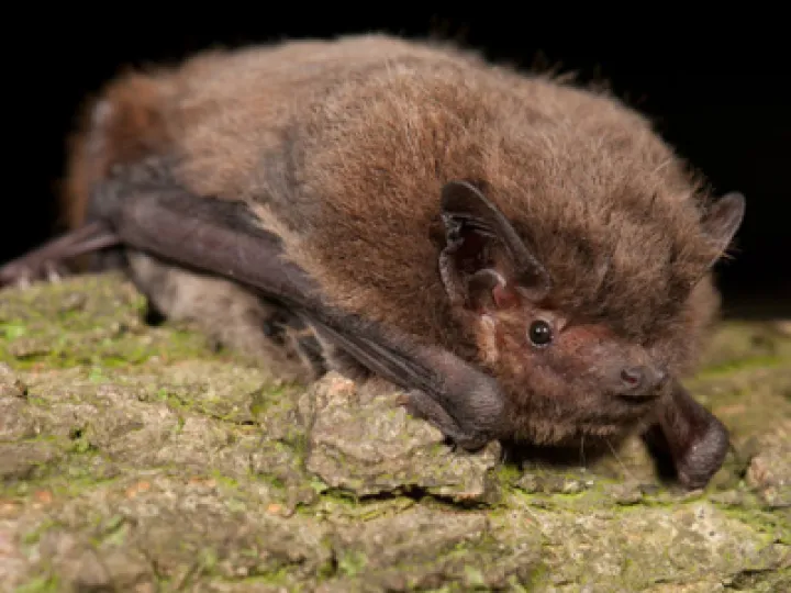 Pipistrelle On Branch
