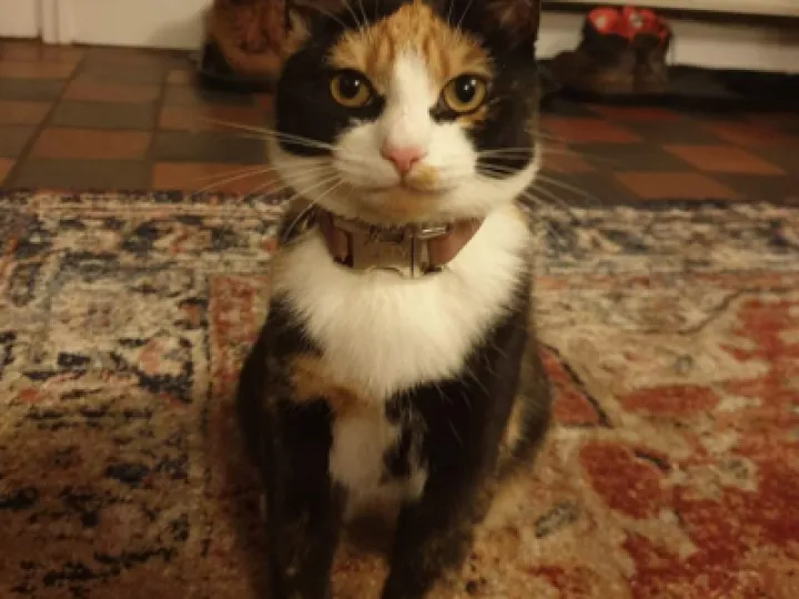 betty the Cat