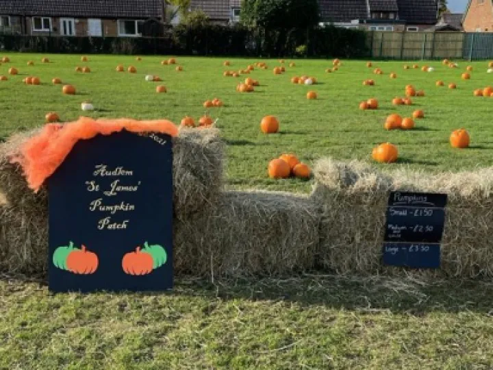 Pumpkin Patch 4