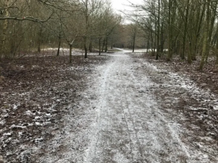 Winter in the woodlands