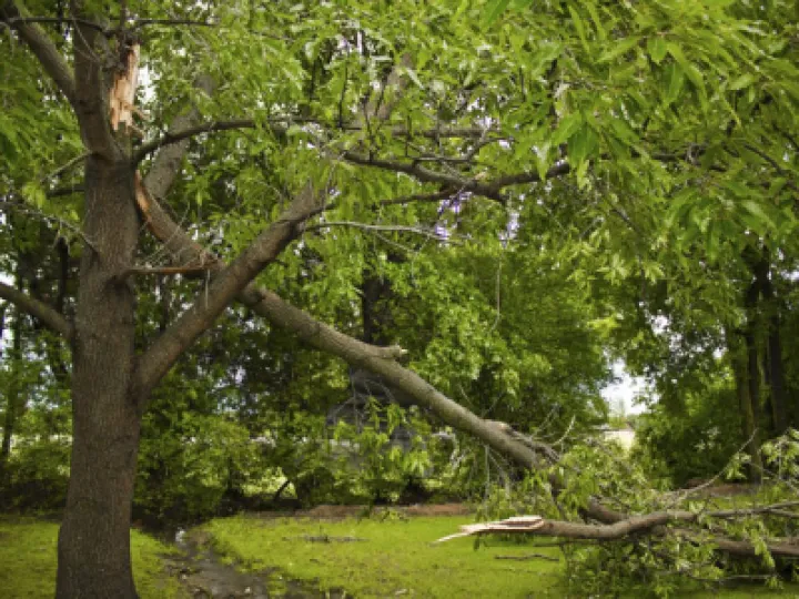 wind damaged trees