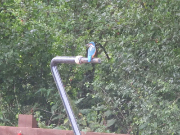Kingfisher near Turnpike Field
