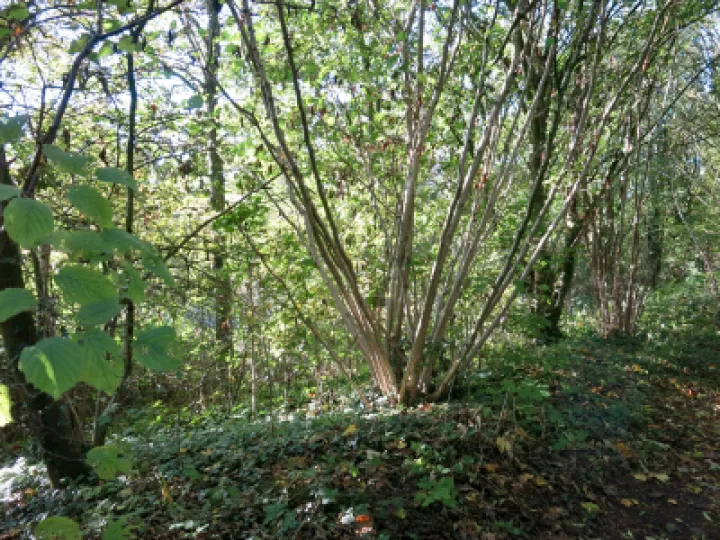 Woodlands Tarvin Autumn 2021