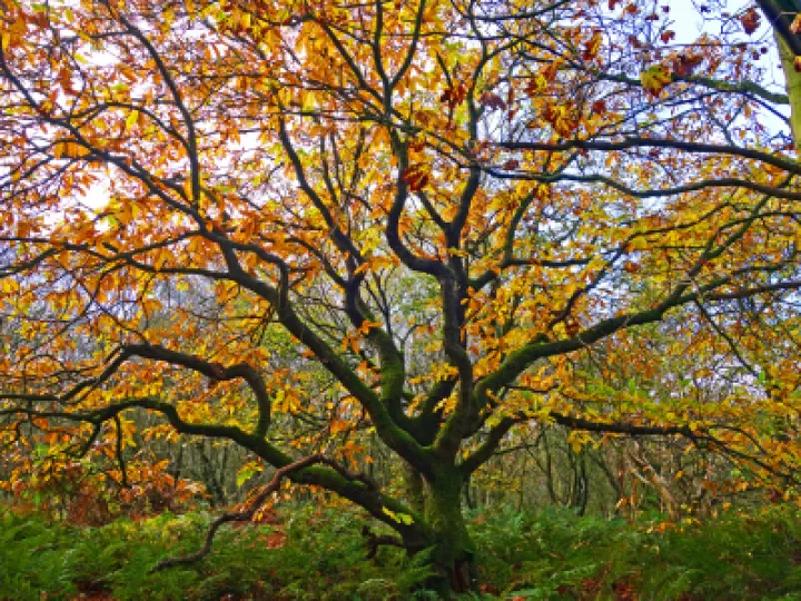 Wild Sweet Chestnut (Castanea Sativa)_s00746