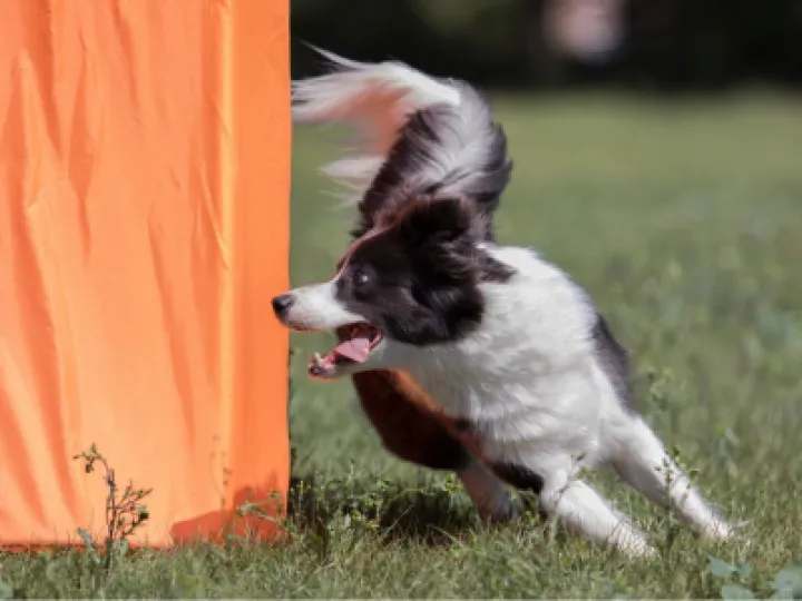 dog running the course