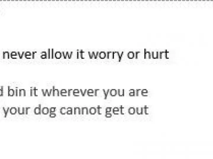 responsible dog owner