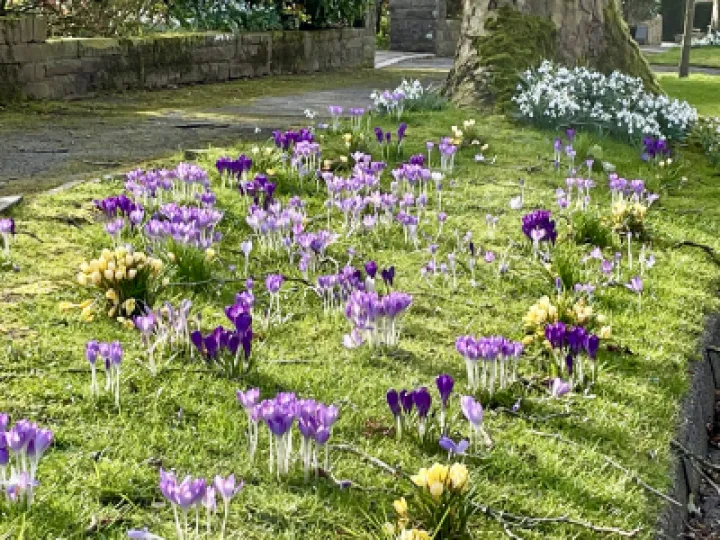Crocus Hightree