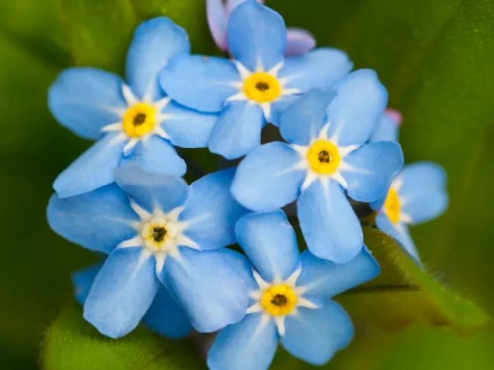 Forget me not