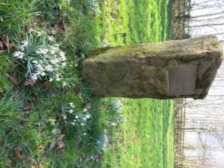 Snowdrops 2022 3