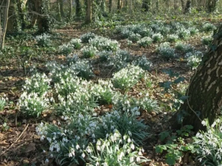 Snowdrops 2022 7