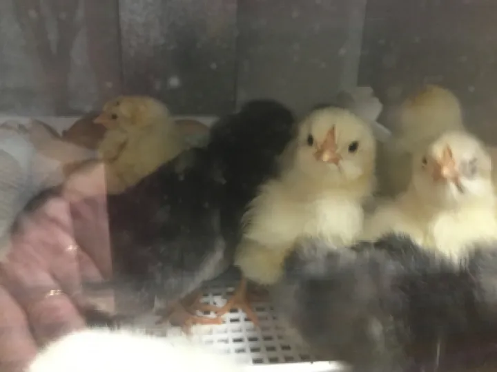 Chicks 6