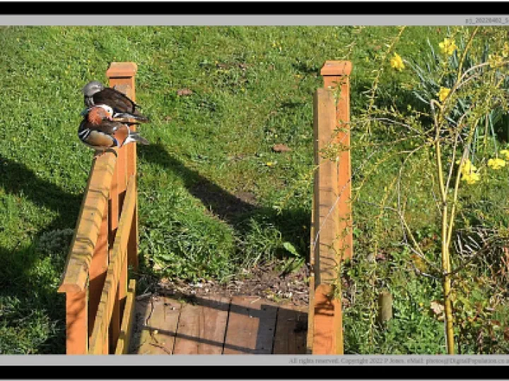 Mandarin Duck Visit 1