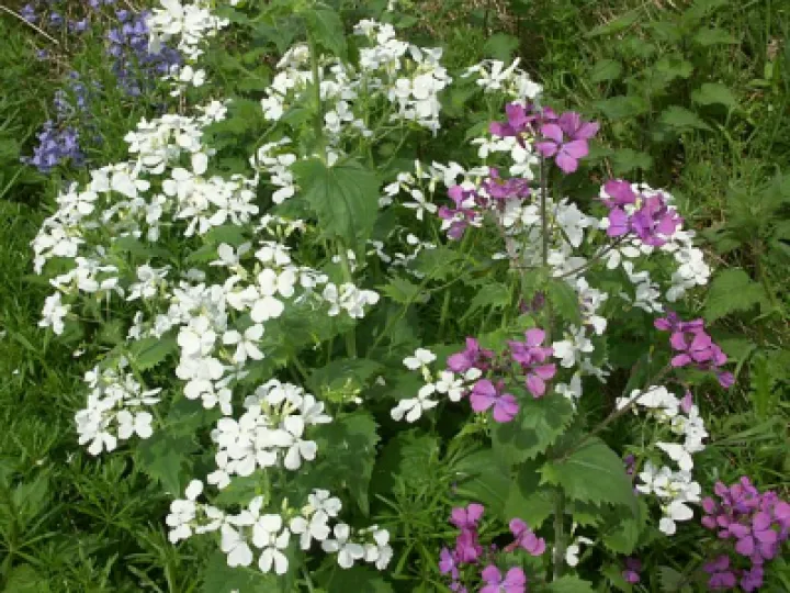 Honesty(LunariaAnnua)2004_05_14_MowCop_021p1