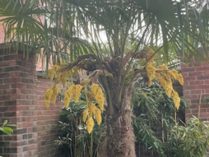 ADAS Beech Tree bed update