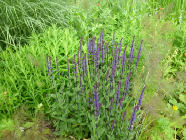 Flower Club JUne 2022 P1040145