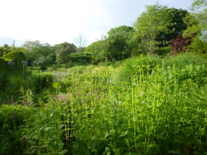 Flower Club JUne 2022 P1040147