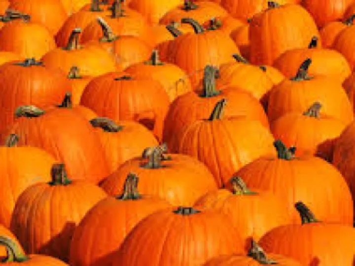 pumpkins