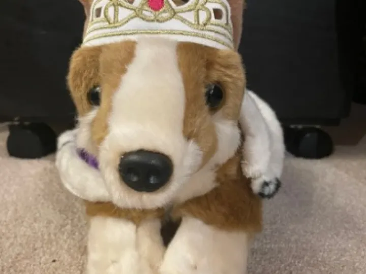 corgi