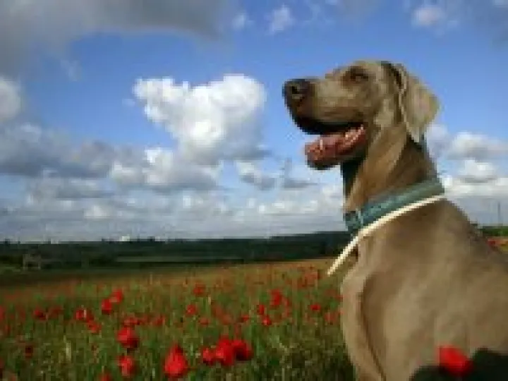 Dog Piccy