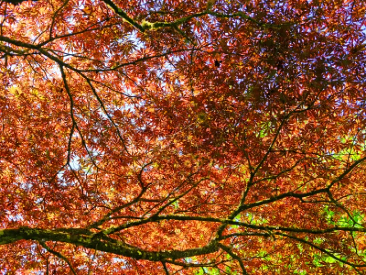 ~Woodland canopy_F3589