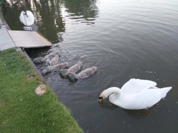 Flower Club Firs Garden June 2023 RG 20230614_212143 (1)
