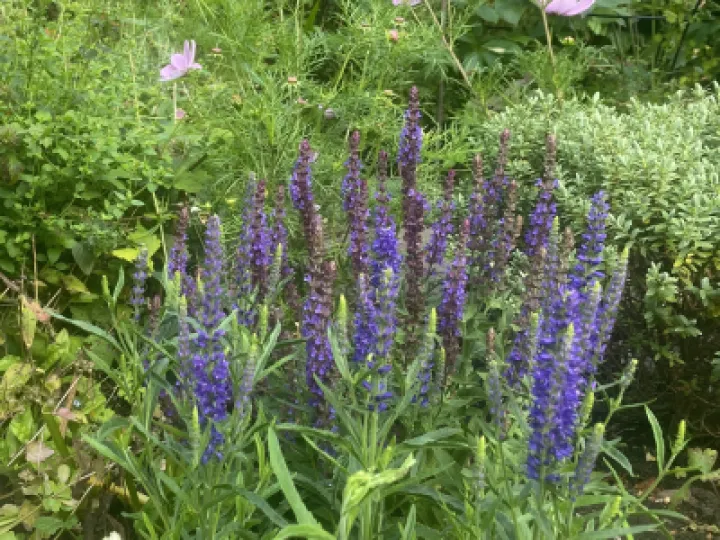 Open garden weekend Salvia 0