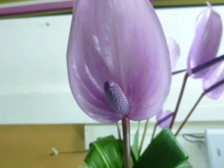 FLower Club July 2023 P1040291 (1)