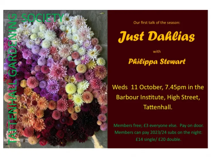 Just Dahlias